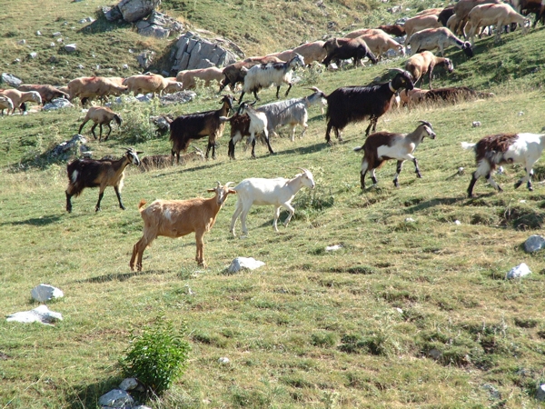 Animali al pascolo